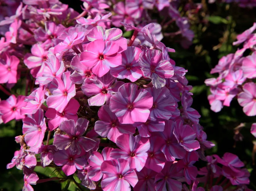 Flammenblume, Phlox