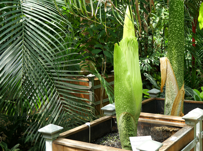 Amorphophallus