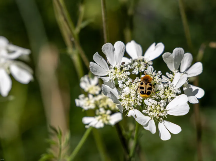 Pinselkäfer auf Strahlendolde