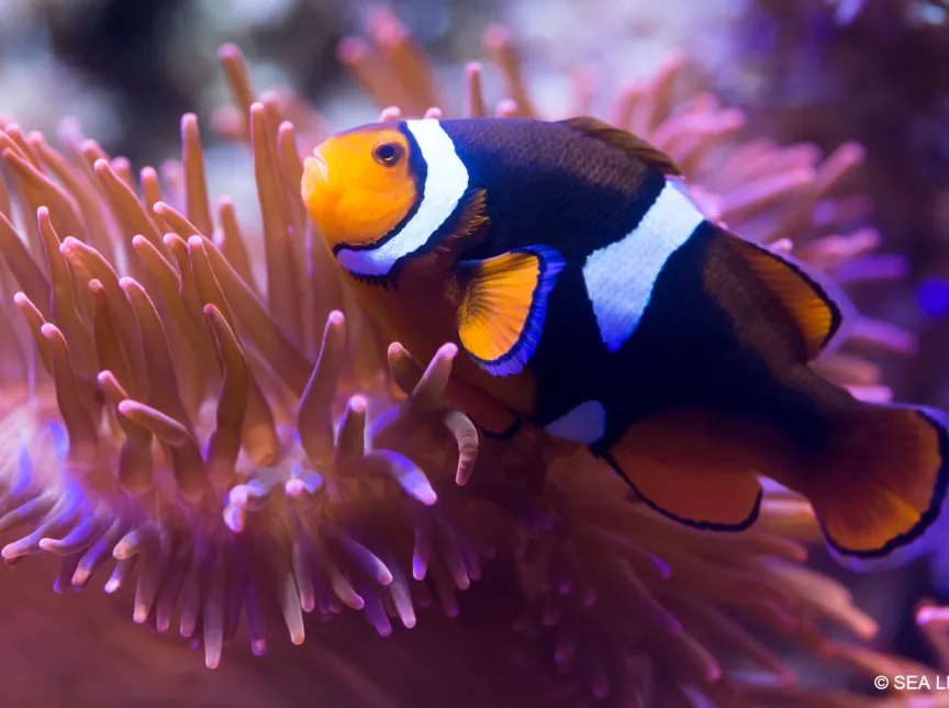 Im SEA LIFE warten faszinierende Unterwasserwelten