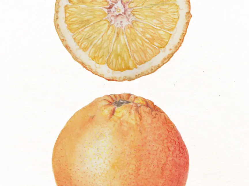 Orangen Ausschnitt