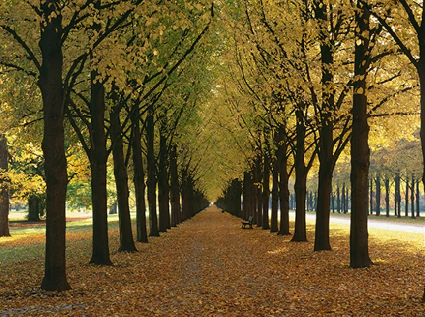 Allee im Georgengarten