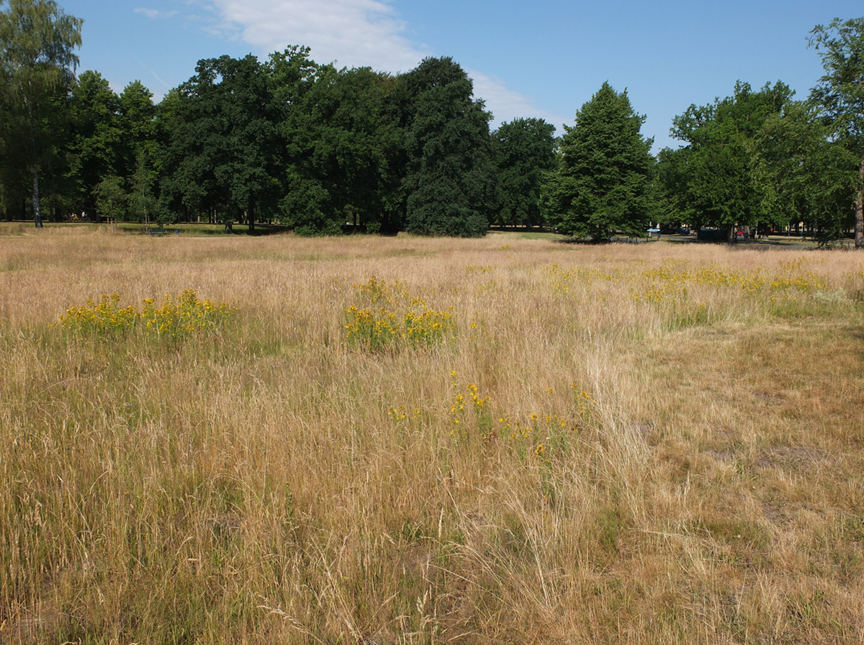 Wiese im Georgengarten