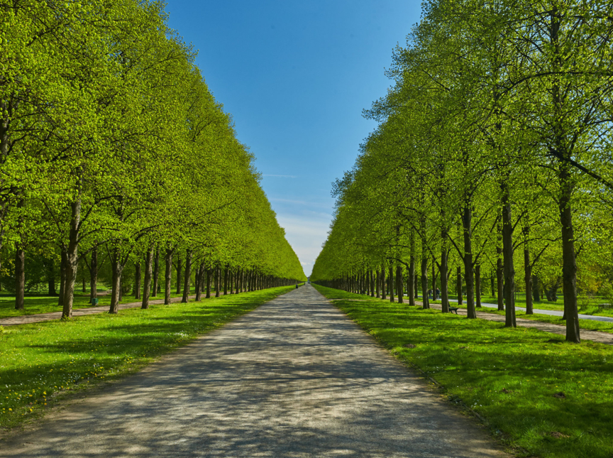 Allee Rakit 300 Jahre Herrenhäuser Allee - Hannover.de