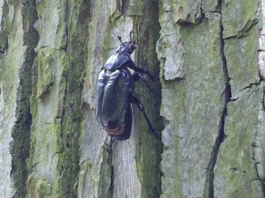 Juchtenkäfer im Berggarten