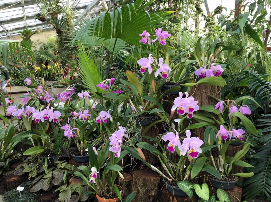 Orchideen im Orchideenschauhaus
