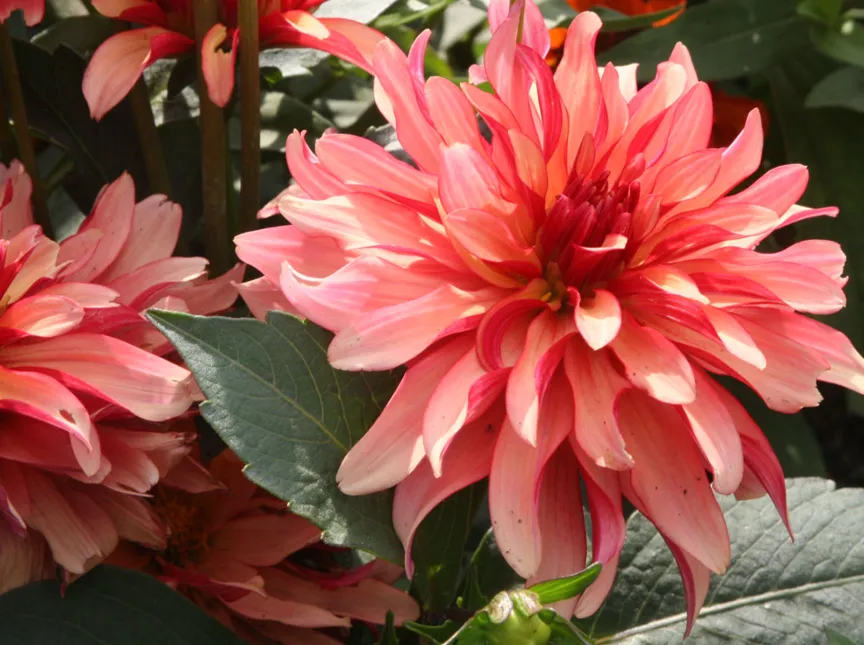 Gallery-Dahlie 'Art Deco'