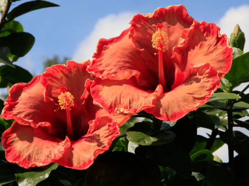 Hibiskusblüten
