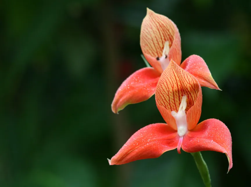 Disa uniflora
