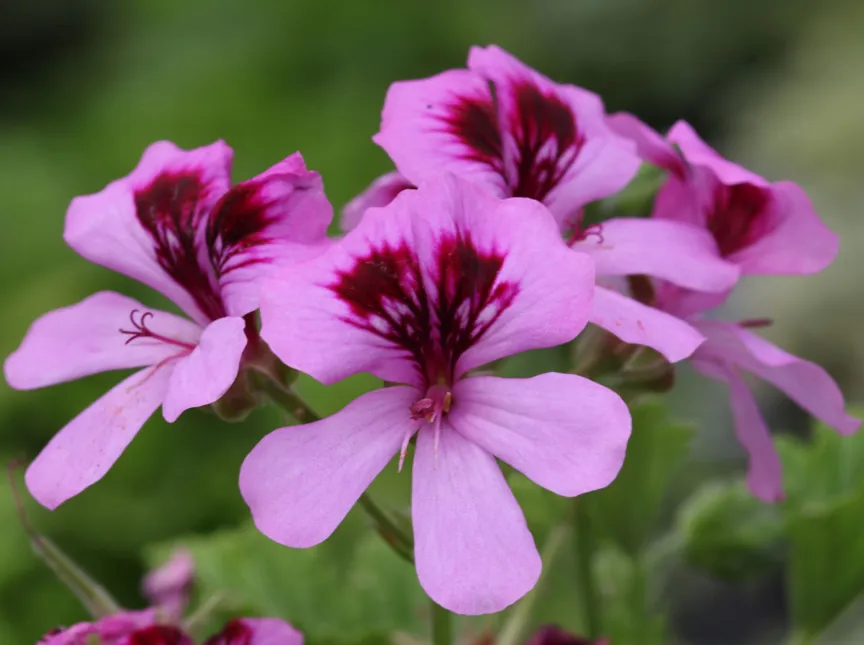 Pelargonium 'Orange Fizz'