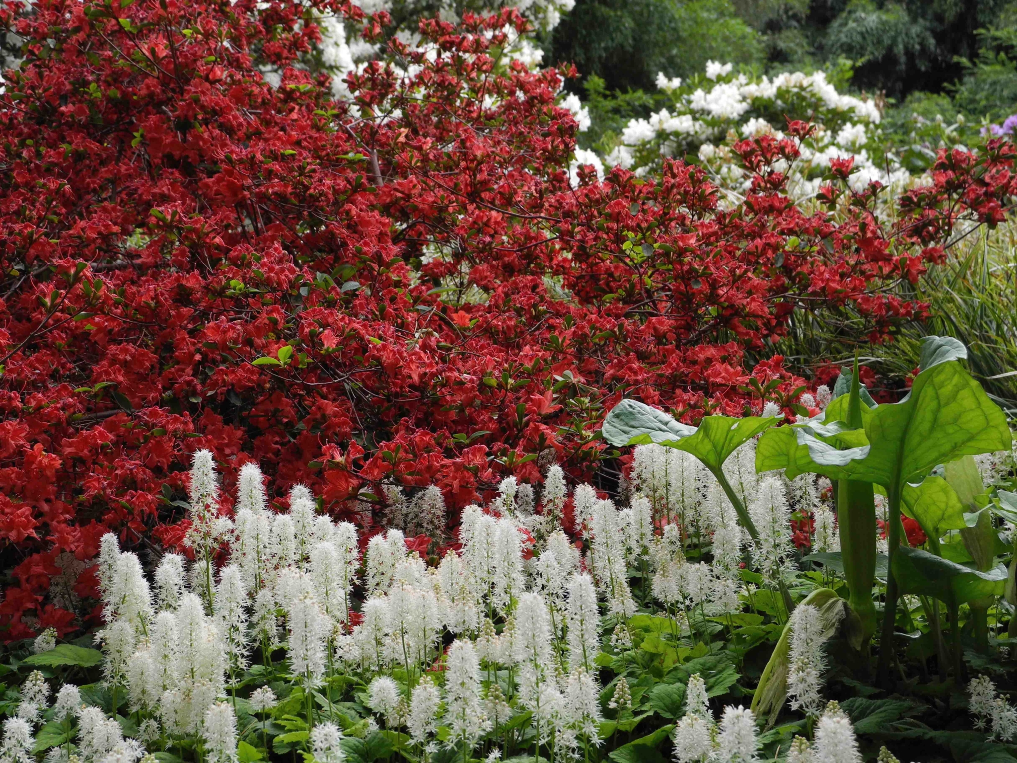 Rhododendron Tiarella cordifolia