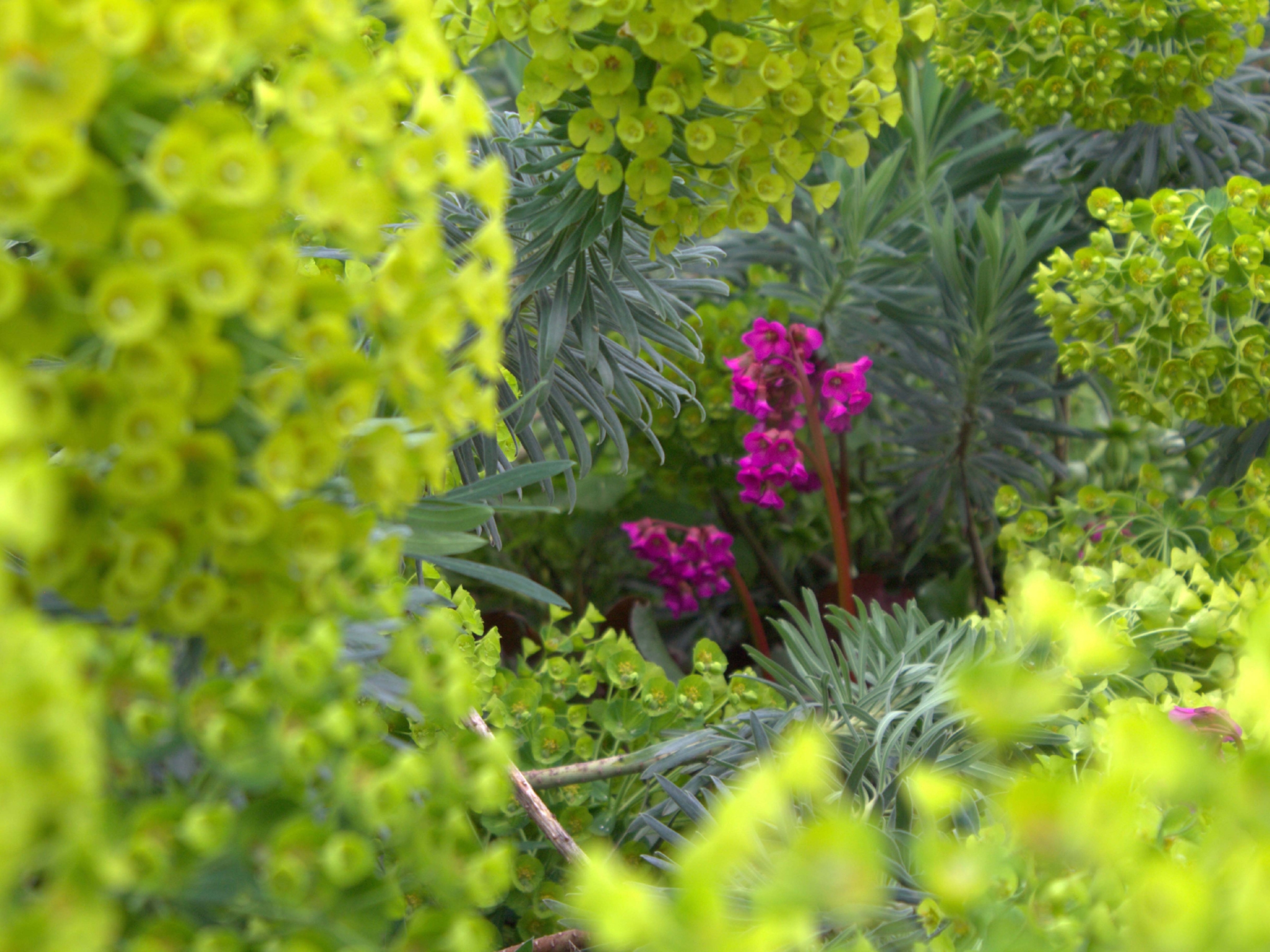 Euphorbia characias sub. Wulfenii Bergenia - Hybride &lsquo;Eroica&rsquo;