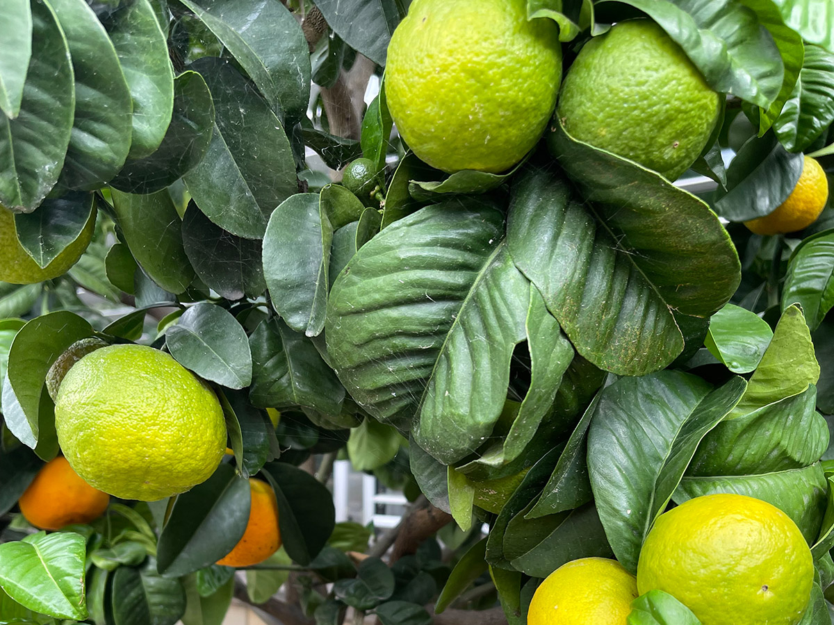 Citruspflanze mit Fr&uuml;chten