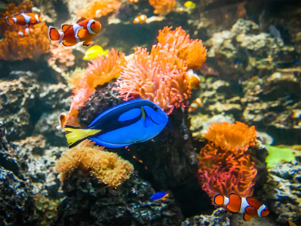 Doktorfisch im SEA LIFE Hannover