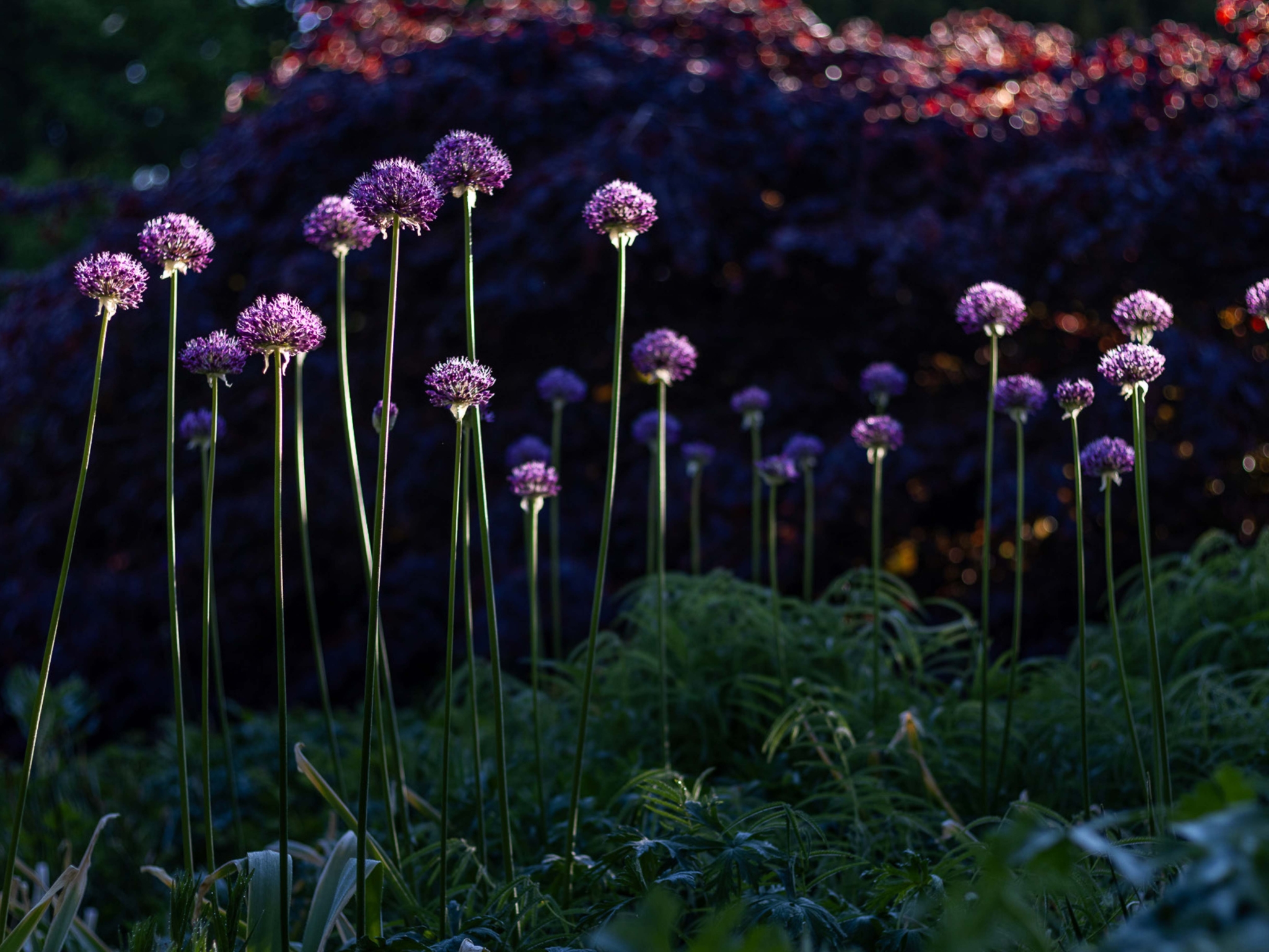 Allium
