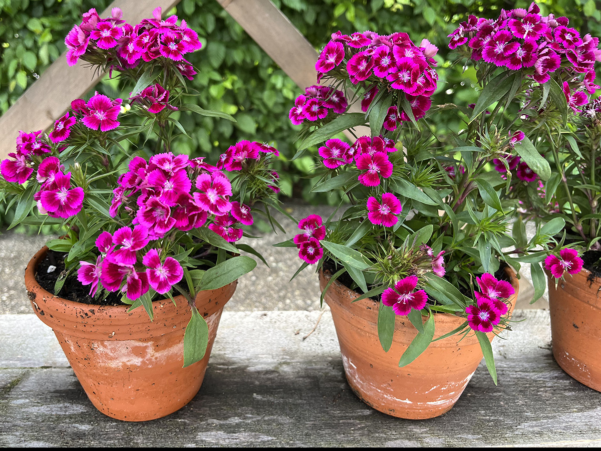 Dianthus 'Purple Wedding'