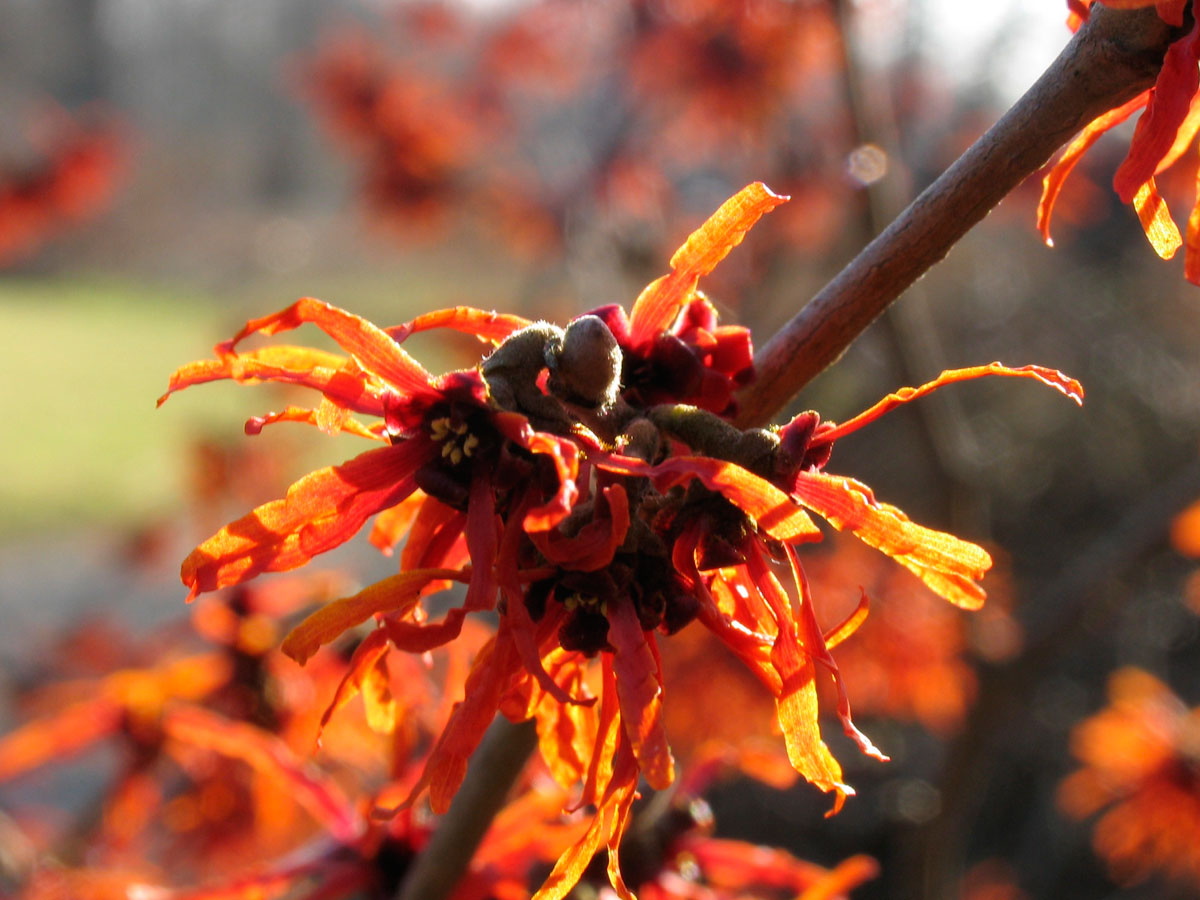 Hamamelis x intermedia, Berggarten