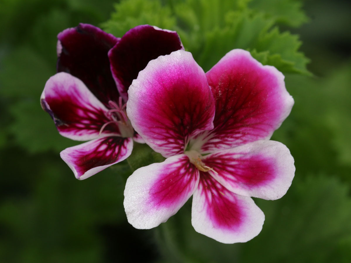 Pelargonium 'Angel's Perfume'