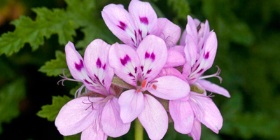 Pelargonium-Bl&uuml;te